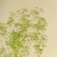 thumbnail image 3 of Raw Sola Wood Flowers - Centerpiece/Vase/Pot/Bouquet Fillers - -Mini Gyp Basil Green, 3 of 8