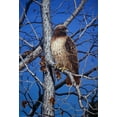 thumbnail image 2 of Tift, Jeff 14x18 White Modern Wood Framed Museum Art Print Titled - Red Tailed Hawk, 2 of 4