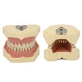 thumbnail image 4 of Dental Teaching Model Soft Gum 32 Teeth Dental Demonstration Teeth Model for Laboratory Clinic, 4 of 8