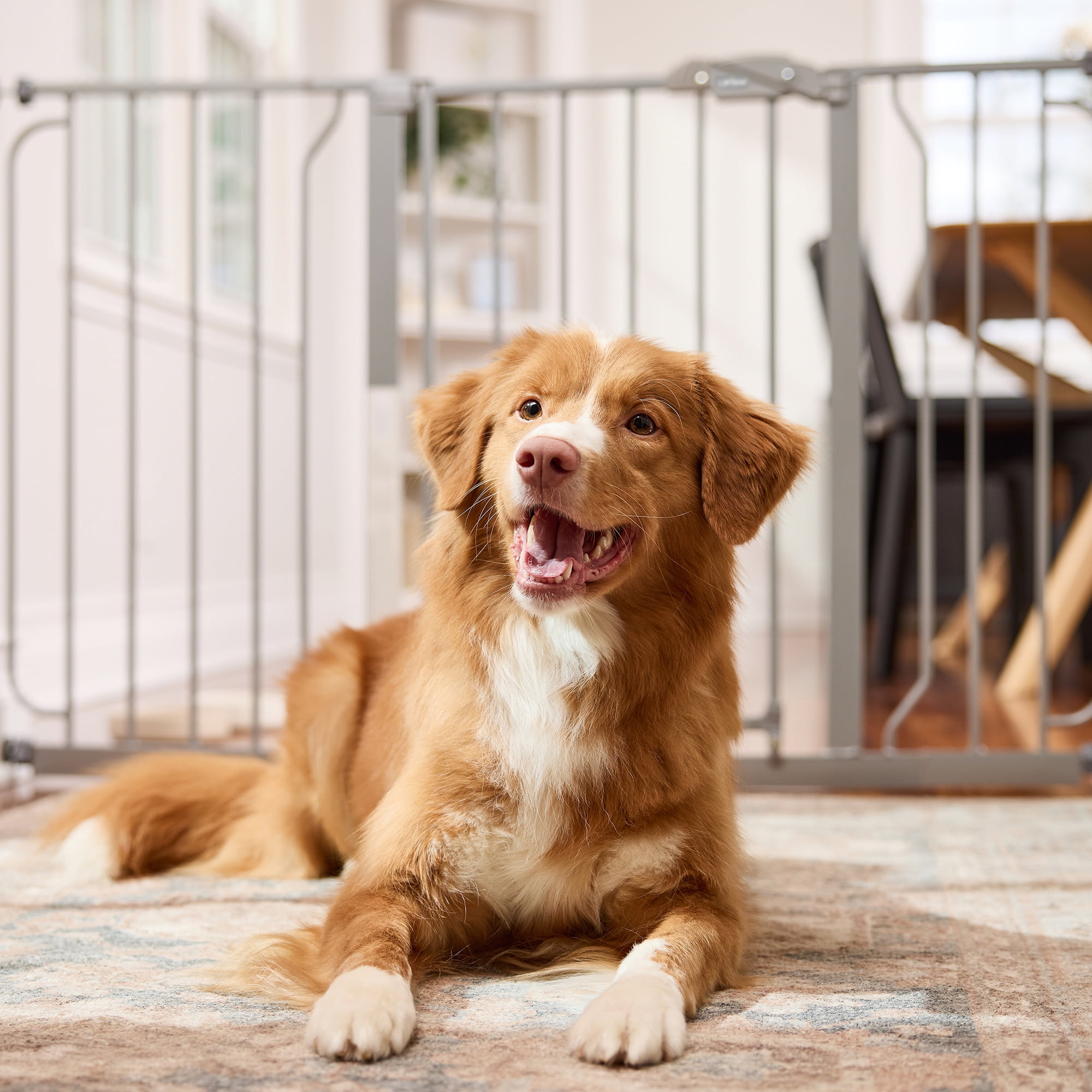 Carlson Platinum Extra Wide Pet Gate with Small Pet Door, 30" H x 29"-51" W, Metal
