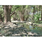 Montezuma Cypress | Medium Tree Seedling | The Jonsteen Company