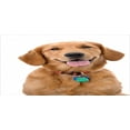 thumbnail image 4 of Golden Retriever Piggy Bank, Portrait of Young Pedigreed Dog Wearing a Collar and Tags Domestic Animal, Ceramic Coin Bank Money Box for Cash Saving, 3.6" X 3.2", Multicolor, by Ambesonne, 4 of 4