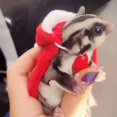 thumbnail image 4 of Disfraz de Navidad de animales pequeños para conejo, gatito, capa de alce con asta de ciervo, ropa de conejito con correa de conejo, cobaya de vacaciones (M), 4 of 5