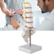 thumbnail image 5 of Modelo de columna vertebral lumbar herramienta de modelo de enseñanza educativa lumbar humana, 5 of 9