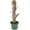 Vittata, variant on ragnaroc Live Plants – Bromeliad Billbergia Hallelujah, 6-12" in 4" Pot - 1ct - Live Arrival Guaranteed - House Plants for Home Decor & Gift