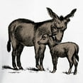 thumbnail image 3 of CafePress - Donkeys Hooded Sweatshirt - Pullover Hoodie, Hooded Sweatshirt, 3 of 3