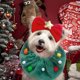 thumbnail image 4 of Sombrero verde de Papá Noel para mascotas, gorro navideño, gorro de reno para cachorro, gorro ajustable para árbol de Navidad, diadema para perro, bonitos accesorios para cabeza de perro pequeño., 4 of 5