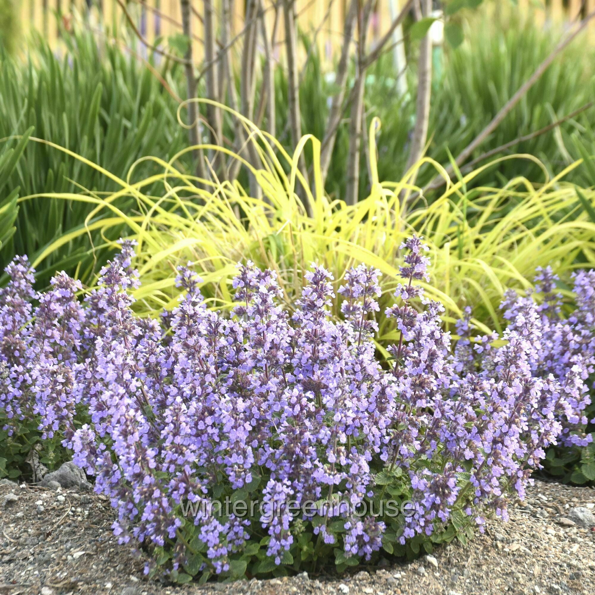 Nepeta Cat's Pajamas Proven Winner, Catmint - 4