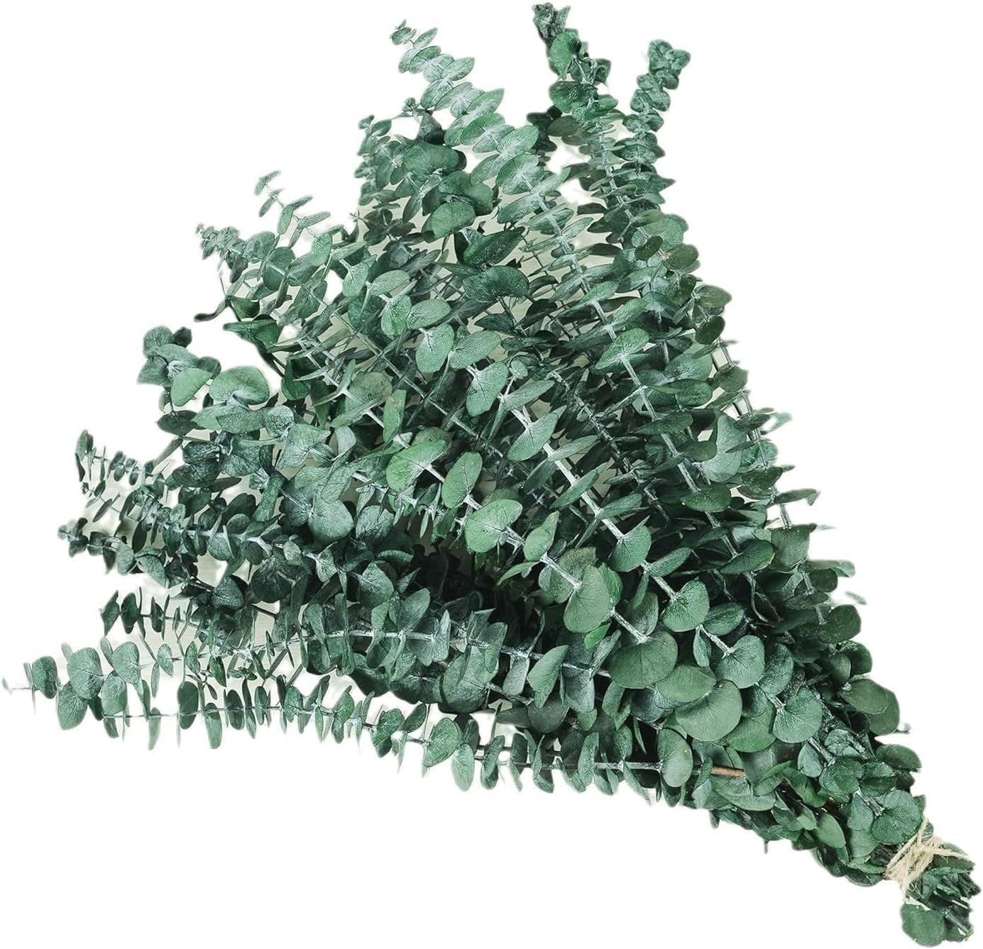 Dried Preserved Eucalyptus Plant Bundle,Real Natural 12 Stems Eucalyptus Leaves, 17'' Fresh Eucalyptus for Shower, Aromatherapy, Flower Vase,Arrangements Wedding,Home Greenery Decor (Green)