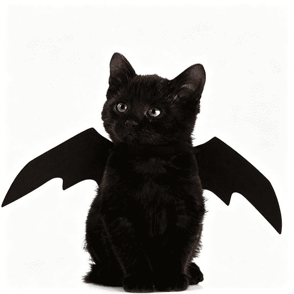 GASTROPOD Pet Cat Bat Wings for Halloween Party Decoration,Puppy Collar Leads Cosplay Bat Costume,Cute Puppy Cat Dress Up Accessories Cat Outfit