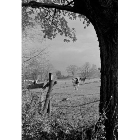 Posterazzi SAL255422770 Pasture with Cows Poster Print - 18 x 24 in.