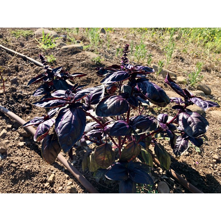 Amethyst Improved Purple Basil Seeds