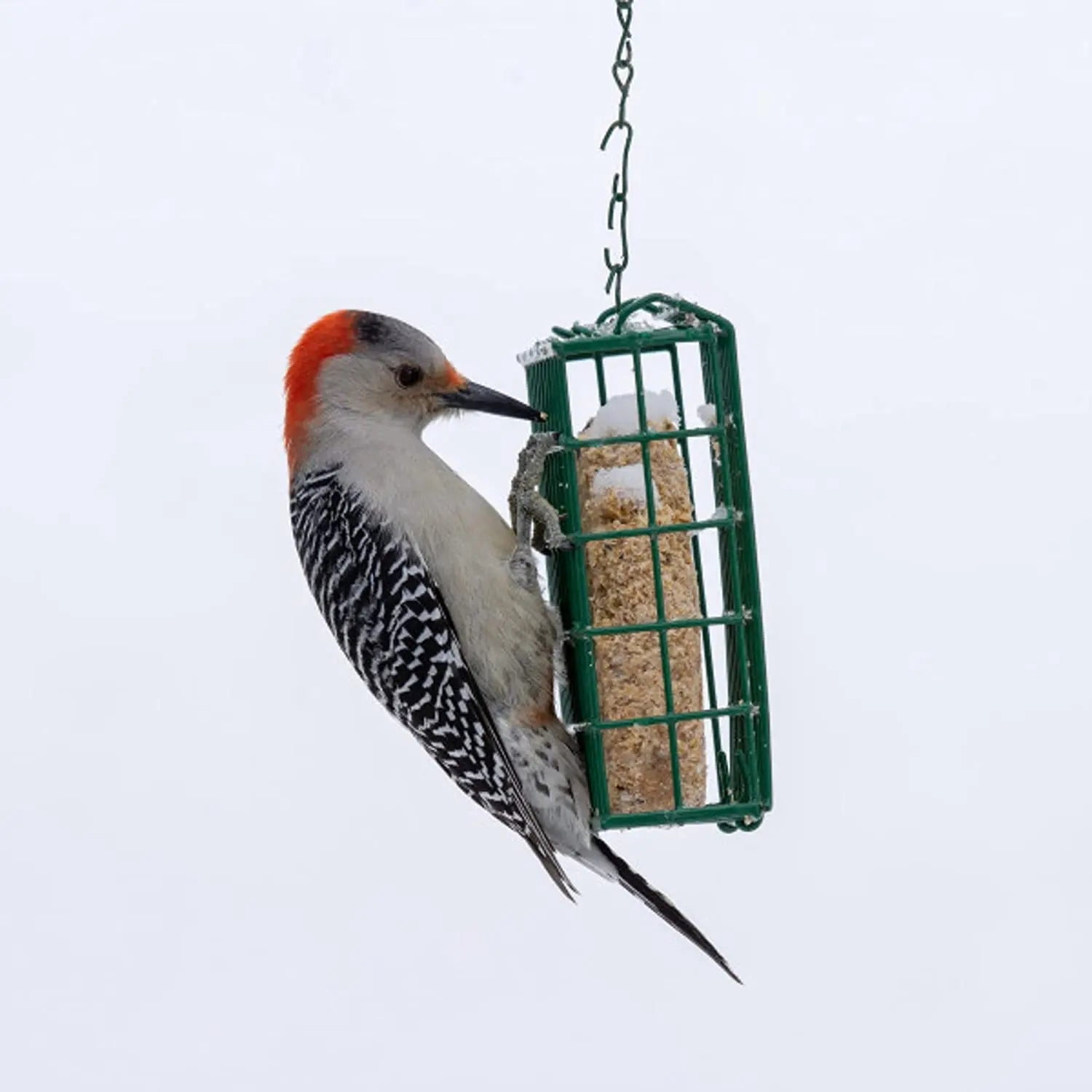 C&S Berry Delight No Melt Suet Dough Bird Food 11.75 oz. 12-Pack