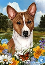 red and white basenji