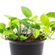 thumbnail image 3 of ADDHAT 2Ud Soporte De Hierro Para Plantas Trepadoras Jardín Decorativo Chocolate, 3 of 8