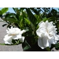 thumbnail image 5 of Everblooming Gardenia Jasminoides 'Veitchii' - 10 Live Plants - Beautiful Fragrant Blooming Shrub, 5 of 8