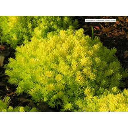 Stone Covered Patio Classy Groundcovers - Lemon Ball Stonecrop Live Forever, Jenny's Stonecrop, Crooked Yellow Sedum, Stone Orpine, Spruce-leaved Stonecrop, Prickmadam {25 Pots - 3 1/2 in.} ()