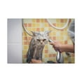 thumbnail image 3 of Cute Maine Coon Bath Canvas Wall Art  for Home Decor Ready-to-Hang, 3 of 18