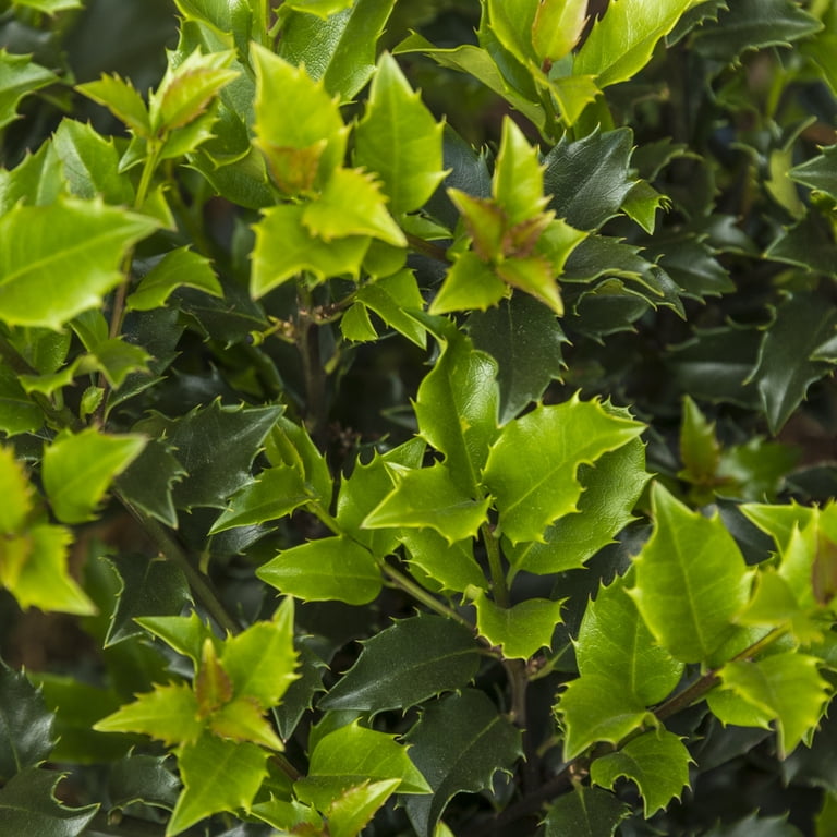 water plants for a pond 10 Water Garden Plants, Aquatic, Fast Growing, Zones 3-9