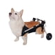 thumbnail image 1 of Small Dog Wheelchair with Hind Leg Paralysis, Pet Hind Limb Walker, Patients Dog Assisted Break, Teddy Cat Stand ShopWise Round, 1 of 7