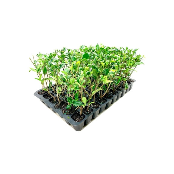 Gardenia Belmont  30 Live Plants  Jasminoides Cape Jasmine  Fragrant Blooming Ornamental Shrub