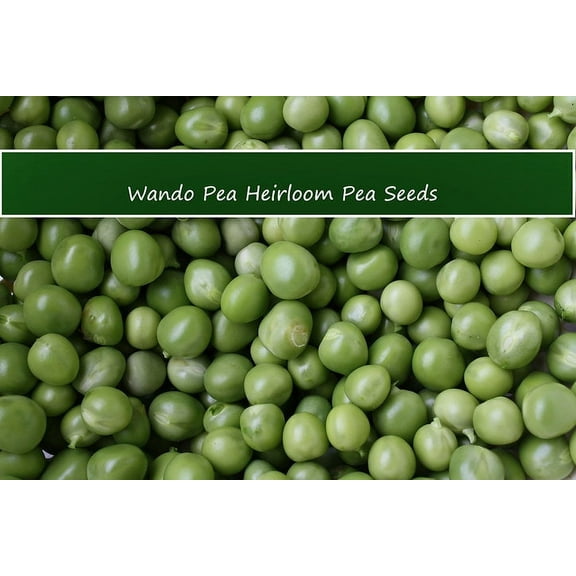 Vegetable Seeds- Wando Sweet Shelling Pea-100 Heirloom Seeds- All Natural -Warm and Cool Weather