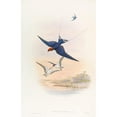 thumbnail image 2 of John Gould 17x24 Gold Ornate Framed and Double Matted Museum Art Print Titled - Wire-Tailed Swallow (1850-1883), 2 of 4