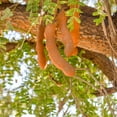 thumbnail image 5 of Tamarind Tree, 6-10 Inch Tall Live Tamarind Plant, Edible Fruit Plant for Planting, 5 of 5
