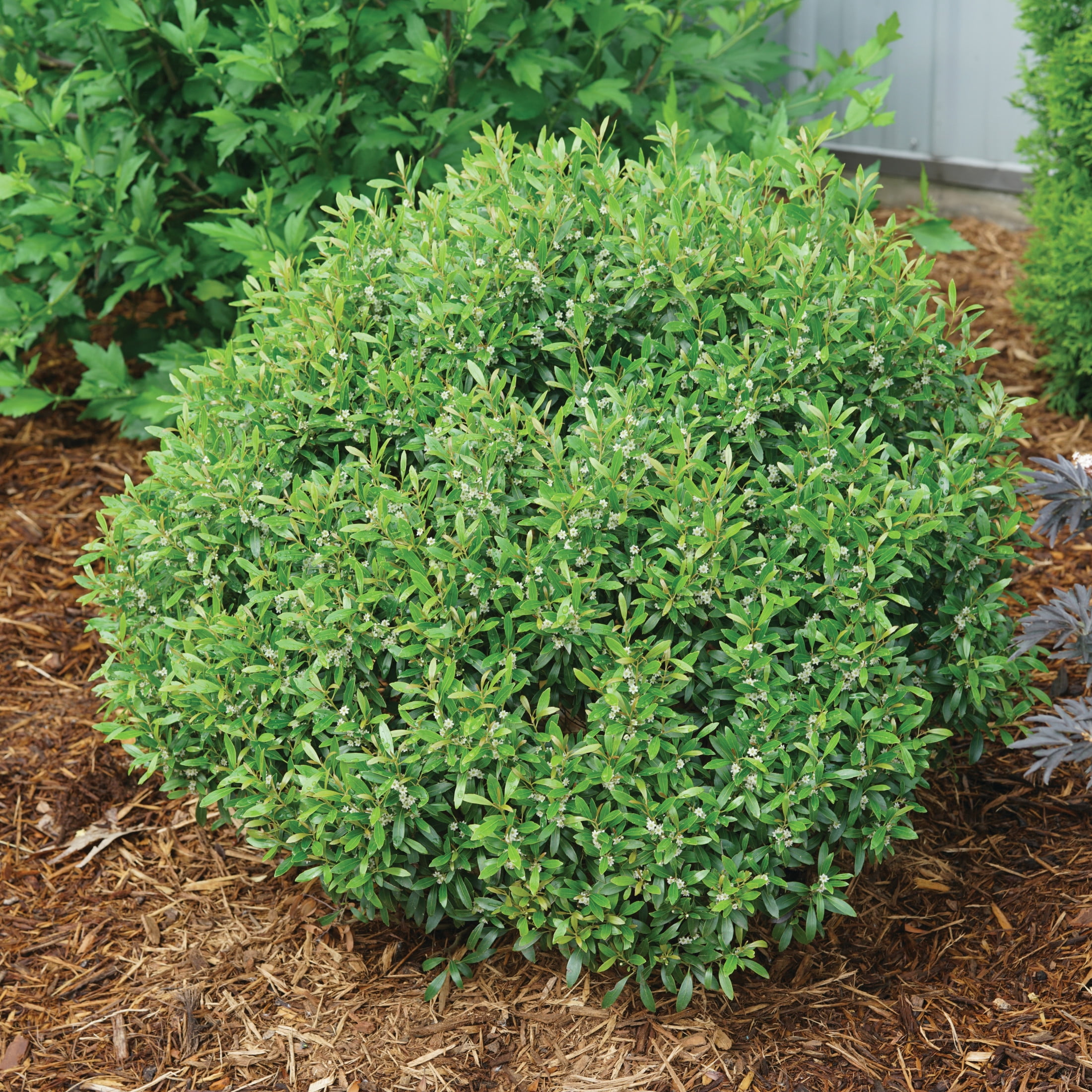 Proven Winners ColorChoice 5" Gem Box Inkberry holly Live Plant in 4.5" Pot (4 Count)