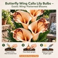 thumbnail image 5 of Calla Lily Bulbs,Low Maintenance - Easy Grow - Ideal For Beds Borders, Plant Pots & Planters, 5 of 5