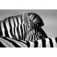 thumbnail image 3 of Pelissier, Marc 24x17 Black Modern Framed Museum Art Print Titled - Curious Zebra, 3 of 5