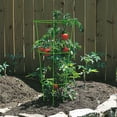 thumbnail image 2 of Expert Gardener 42" Green Galvanized Steel Tomato Cage for Upright Plant Growth, 2 of 5