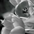 thumbnail image 2 of Erin Berzel 15x15 Gallery Wrapped Canvas Wall Art Titled - BW Tulips I, 2 of 4