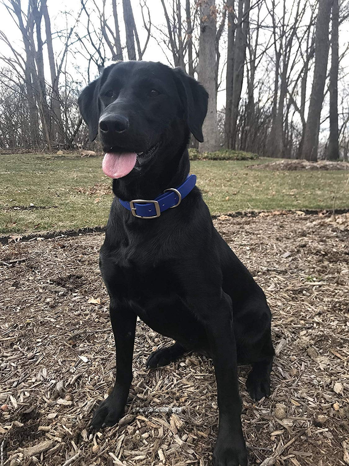Regal Dog Products Waterproof Collar with Double Buckle and D Ring