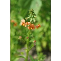 50 Shell PINK MASK FLOWER Alonsoa Meridionalis Flower Seeds