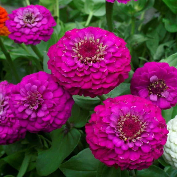 Outsidepride Zinnia Elegans Lilliput Purple - 2000 Seeds
