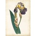 thumbnail image 2 of Curtis 11x14 Gold Ornate Wood Framed with Double Matting Museum Art Print Titled - Curtis Iris VI, 2 of 4