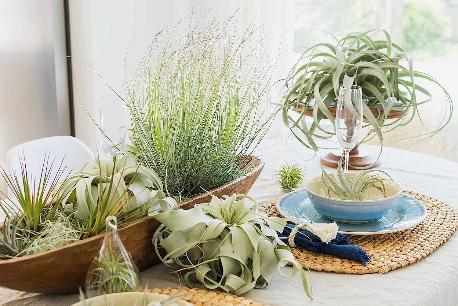 Air Plant Shop Small Air Plant Variety Pack- Wholesale and Bulk - Succulents - Live Tillandsia - Easy Care Indoor and Outdoor House Plants (Pack of 20)