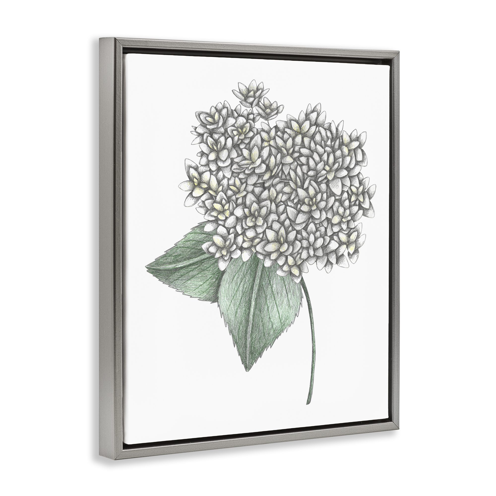 White Hydrangea Sketch Blossom Gray Framed Floater Canvas Wall Art, design by Cecilia Battaini