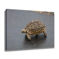 thumbnail image 2 of Leopard Tortoise Turtle South Africa Canvas Poster Bedroom Decor Sports Landscape Office Room Decor Gift,Frame-style,20x30inch(50x75cm), 2 of 8