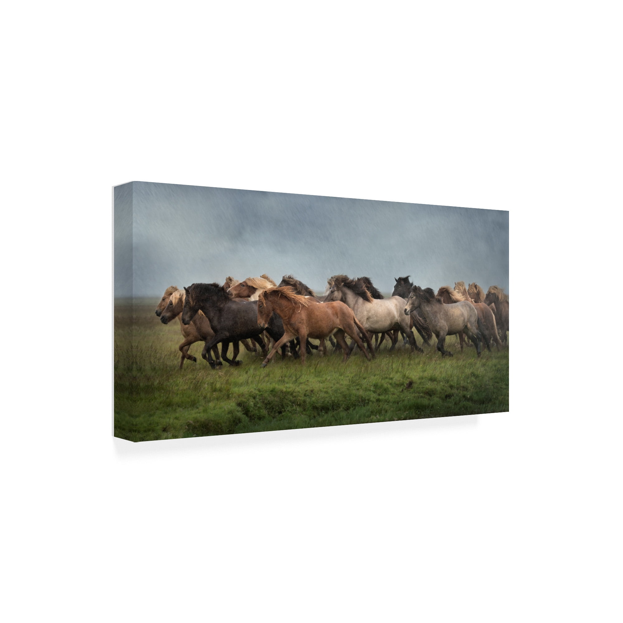 Trademark Fine Art 'Icelandic Horses XIII' Canvas Art by PHBurchett