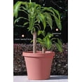 thumbnail image 2 of Bloem Terra Pot Planter - 12" - Living Green, 2 of 3