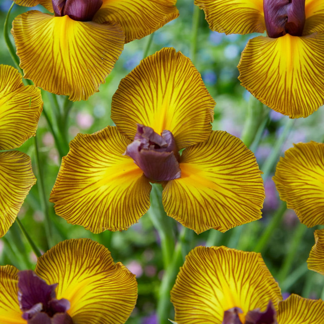Van Zyverden Dutch Iris Picasso Set of 25 Bulbs Multicolor Partial Sun Perennial Deer Resistant 2 lbs