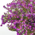 thumbnail image 4 of 2.5 in. Cuphea Enchantia Purple Live Perennial Plant with Purple Flowers (3-Pack), 4 of 9