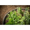 thumbnail image 2 of 6 Pack of 16 in Planting Rings for Watering Plants and Vegetables, 2 of 6