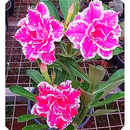 Desert Rose,Drought Tolerant,Indoor or Outdoor(Desert Rose for Planting) Continuously, Simple Planting,Desert Rose For Sale