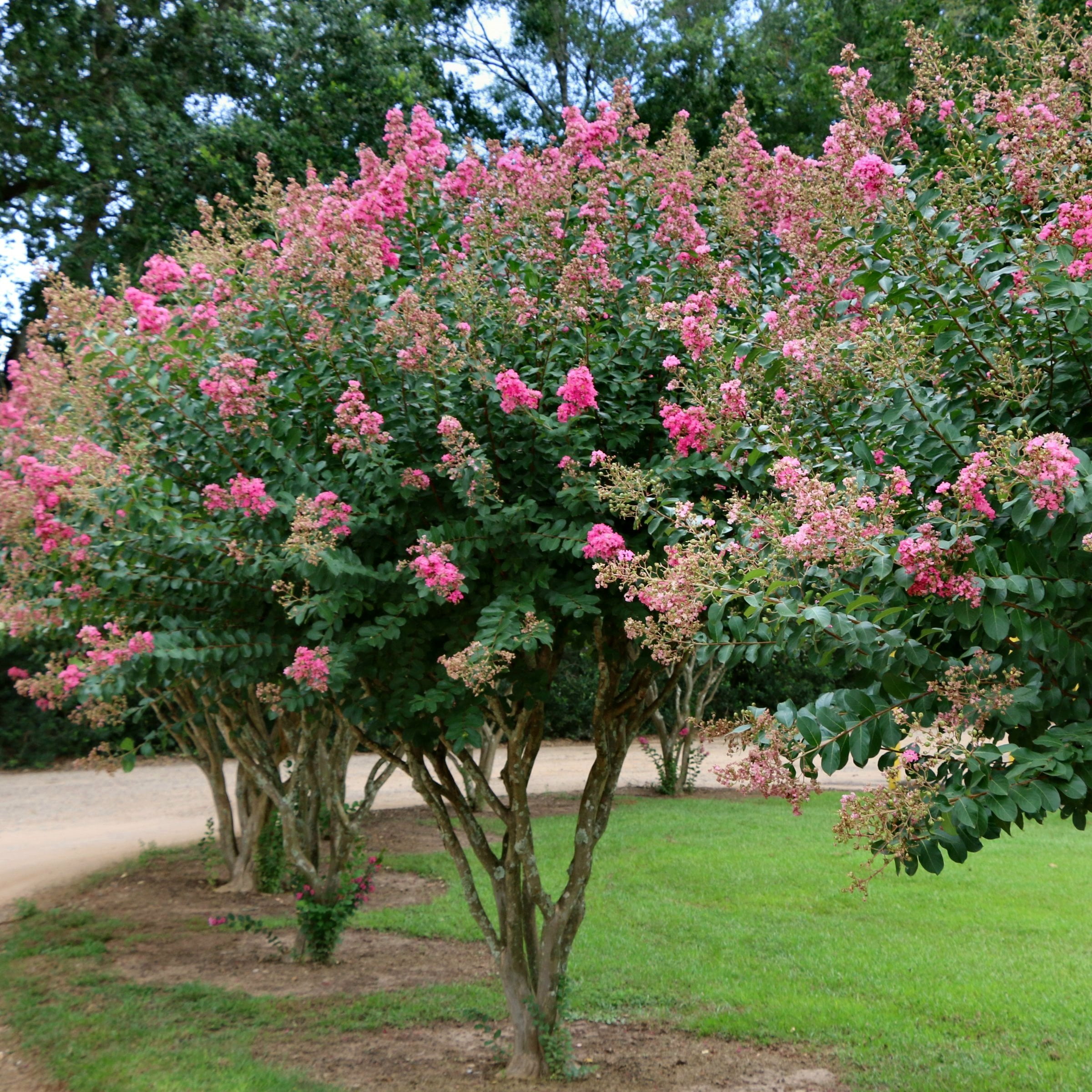 National Plant Network 3 gal Crape Myrtle Miami Live Shrub with Pink Flowers Full Sun