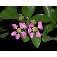 thumbnail image 2 of Barbados Cherry Plant - Malpighia emarginata - Indoors/Out - 4" pot, 2 of 3