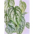 thumbnail image 6 of Bumble Plants Philodendron Brandtianum Silver Leaf - Full Live Colorful Houseplant in Nursery Pot, Easy Care, Indoor Plant for Beginners, 6 of 6