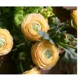thumbnail image 6 of MAMOWEAR Artificial Peony Flowers Vintage Style Faux Silk Flowers for Wedding Bouquets Centerpieces Arrangements Party Home Decorations, 6 of 8